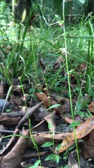 Oplismenus hirtellus setarius
