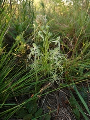 Habenaria kraenzliniana