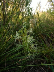 Habenaria kraenzliniana
