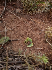 Habenaria kraenzliniana