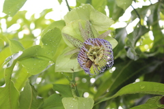 Passiflora platyloba
