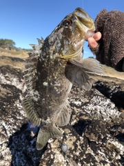 Sebastes rastrelliger