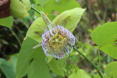 Passiflora platyloba