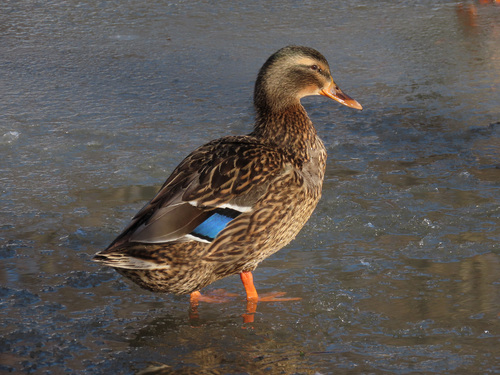 Didžioji antis nuotrauka