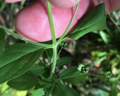 Trichostema dichotomum image
