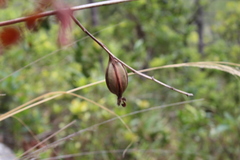 Encyclia