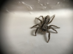 Platycryptus