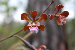 Encyclia