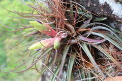 Tillandsia fasciculata
