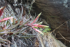 Tillandsia fasciculata