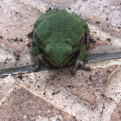 Hyla sarda