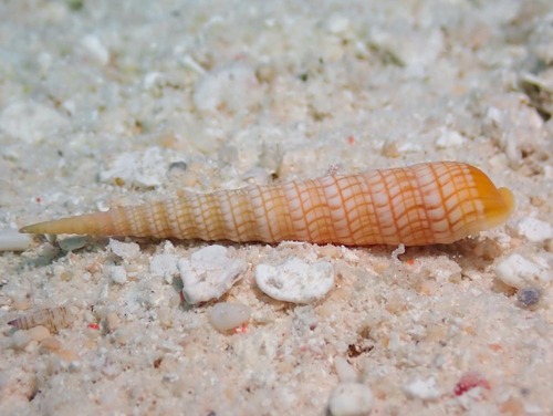 Terebra babylonia observed 2023-08-22