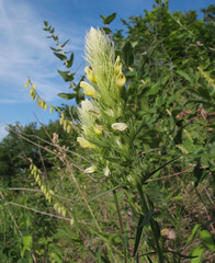 Melampyrum argyrocomum