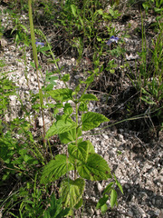 Scutellaria altissima