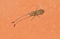 Phoenicobiella schwarzii