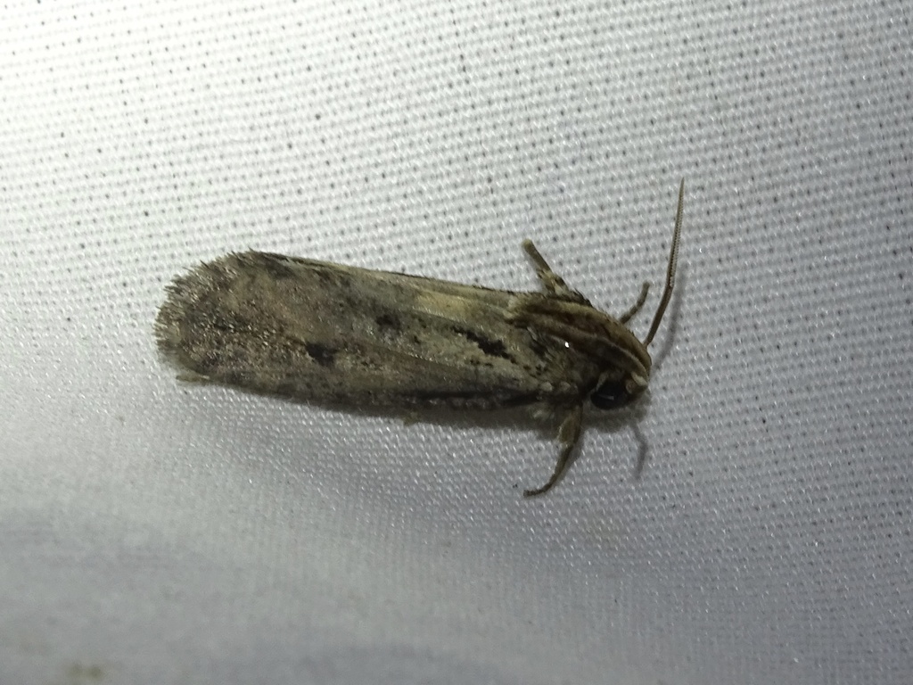 Clemens' Grass Tubeworm Moth from Cedar Hill Rd, Duncanville, TX, US on ...