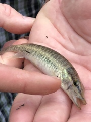 Esox americanus