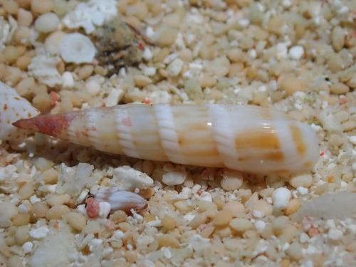Hastula albula observed 2023-08-06