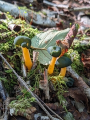 Leotia lubrica image