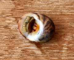 Nerita peloronta