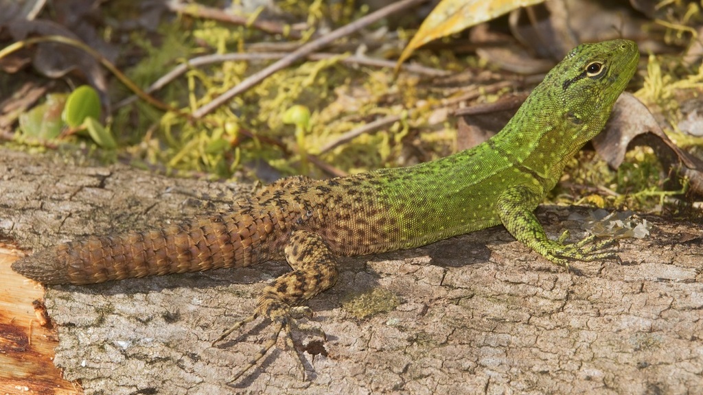 El Chorro Whorltail Iguana