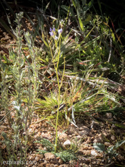 Gilia flavocincta