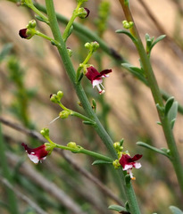 Scrophularia hypericifolia
