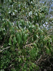 Cordia caffra