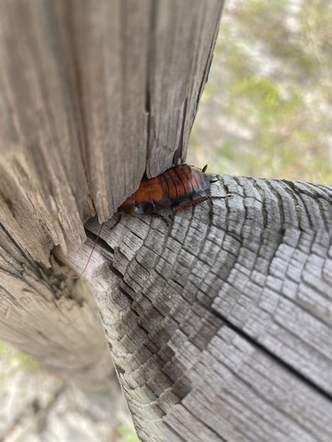 Florida Woods Cockroach photo 6