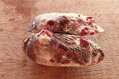 Barbatia domingensis