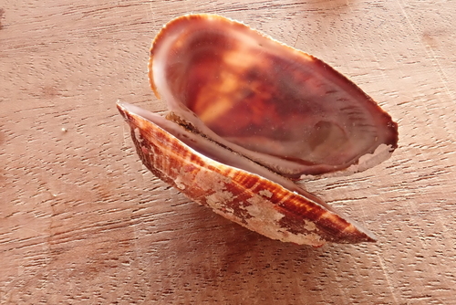 Red-Brown Ark