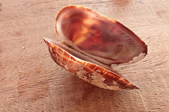 Barbatia domingensis