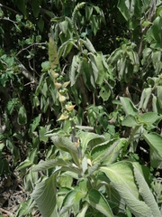 Coleus barbatus grandis