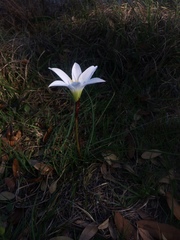 Zephyranthes atamasco