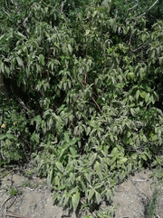 Coleus barbatus grandis
