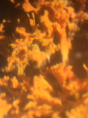 Polycauliona coralloides