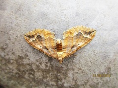 Pelurga comitata