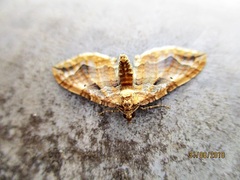 Pelurga comitata