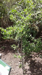 Polylepis quadrijuga