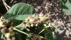 Polylepis quadrijuga