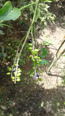 Polylepis quadrijuga