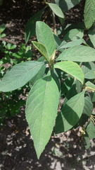 Polylepis quadrijuga