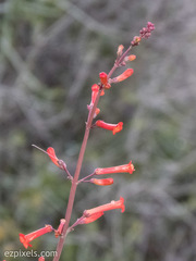 Penstemon subulatus