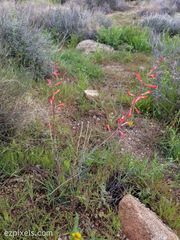 Penstemon subulatus