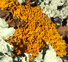 Polycauliona coralloides