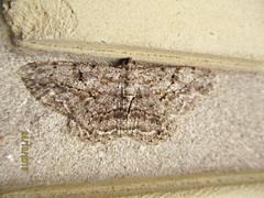 Peribatodes rhomboidaria