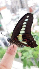 Graphium sarpedon connectens