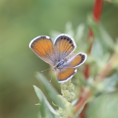 Brephidium exilis exilis