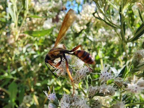 Elegant Grass-carrying Wasp photo 4