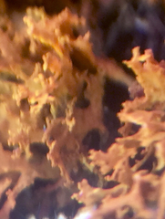 Polycauliona coralloides